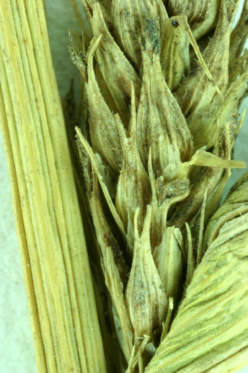 Carex sheldonii