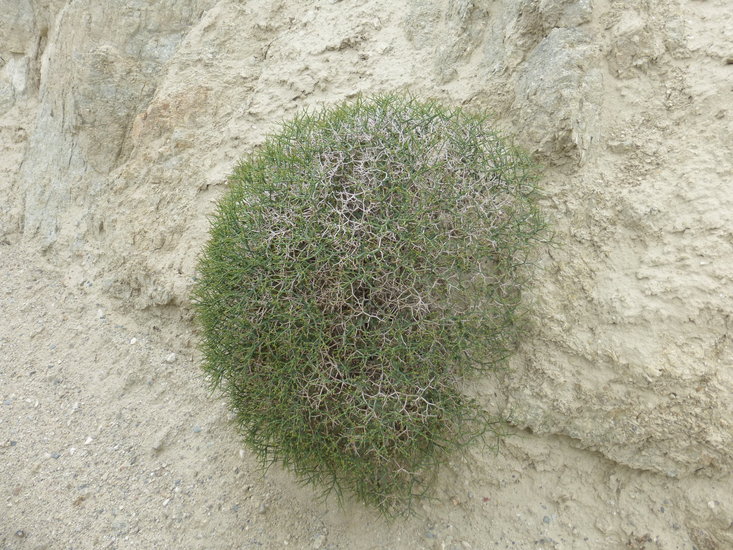 Eriogonum heermannii