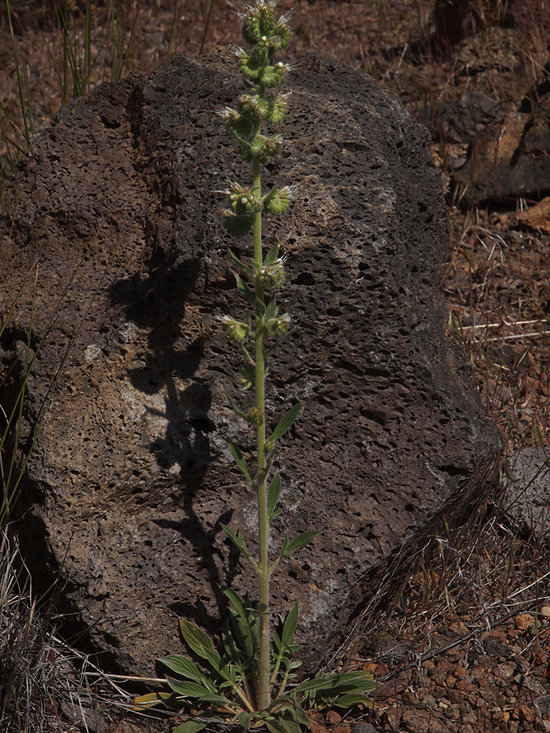 Phacelia heterophylla ssp. virgata