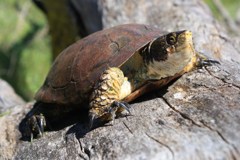Actinemys marmorata Actinemys marmorata