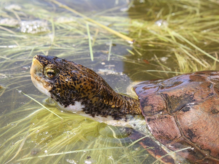 Actinemys marmorata Actinemys marmorata