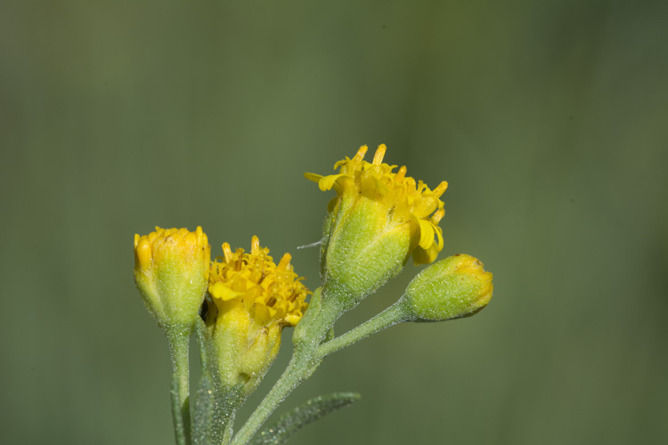 Picradeniopsis woodhousei