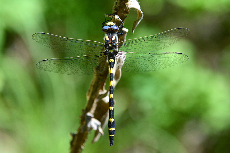 Cordulegaster dorsalis