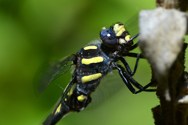 Cordulegaster dorsalis