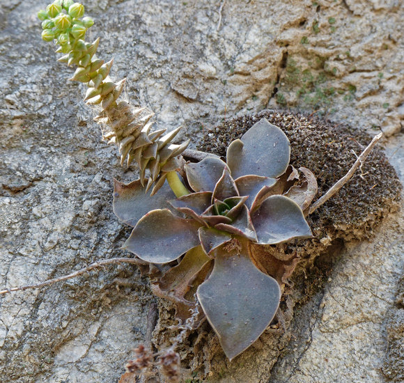 Dudleya cymosa ssp. crebrifolia