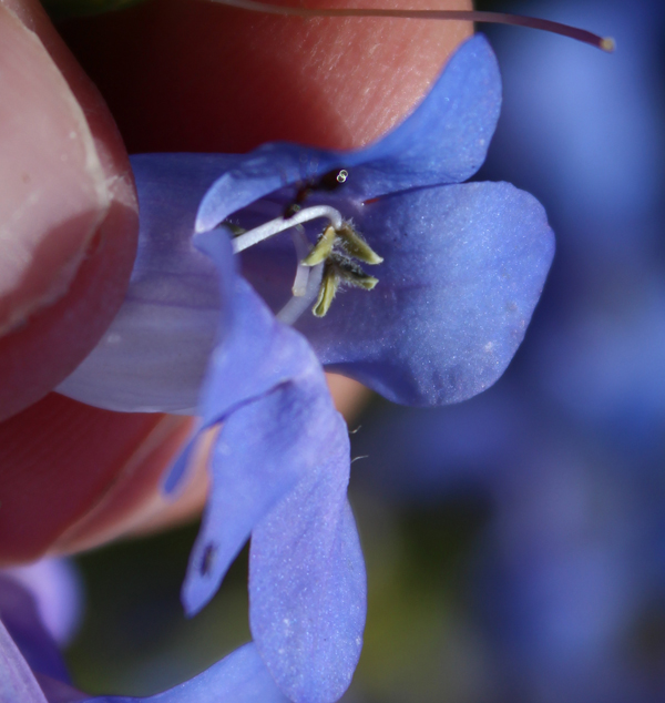 Penstemon cyananthus var. cyananthus Penstemon cyananthus var. cyananthus