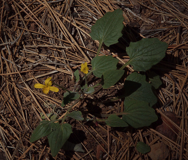 Viola purpurea ssp. integrifolia Viola purpurea ssp. integrifolia