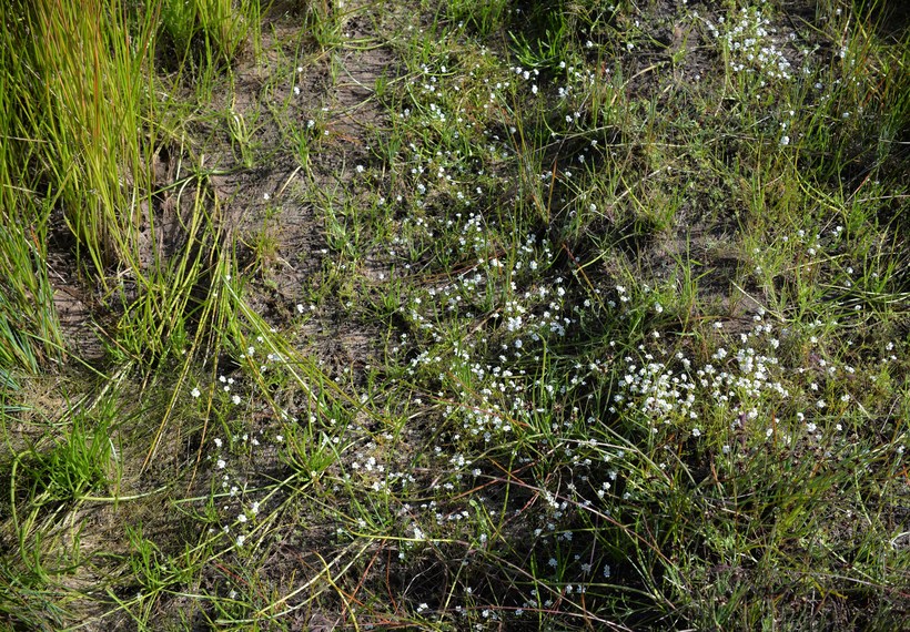 Plagiobothrys chorisianus var. hickmanii