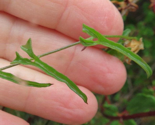 Calystegia macrostegia ssp. tenuifolia