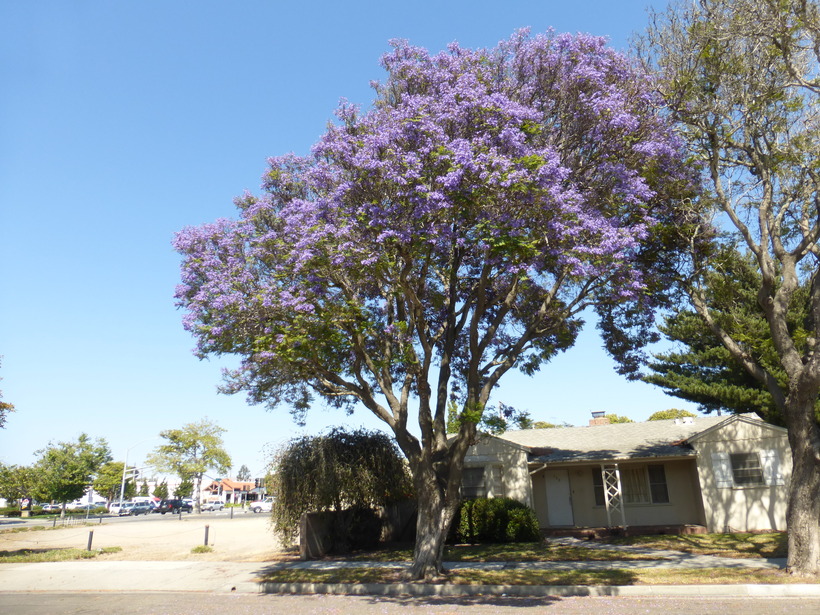 CalPhotos: Jacaranda mimosifolia