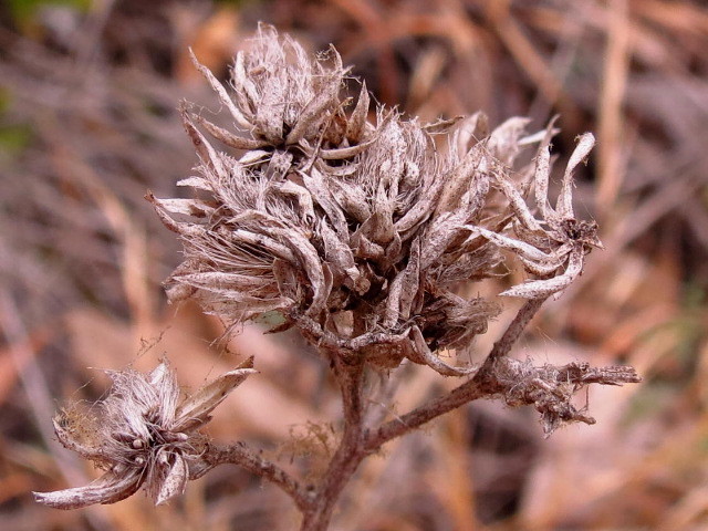 Acourtia microcephala