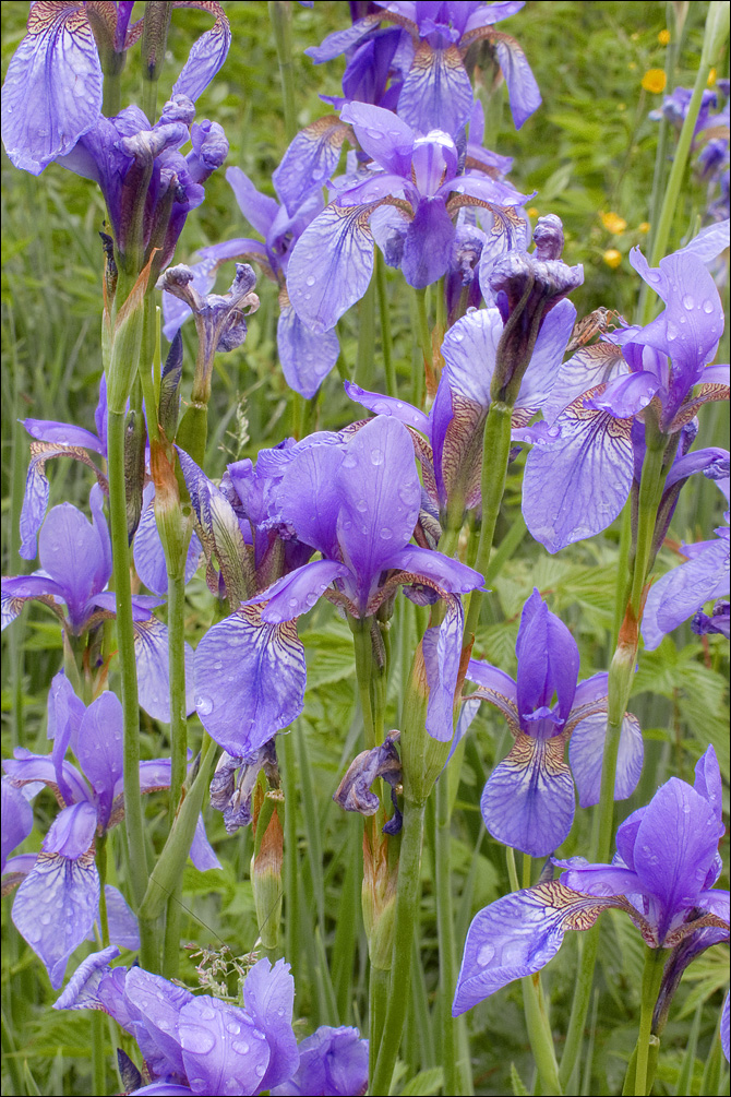 Iris sibirica ssp. sibirica