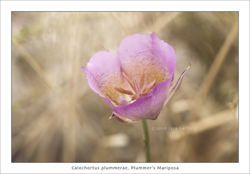 Calochortus plummerae Calochortus plummerae
