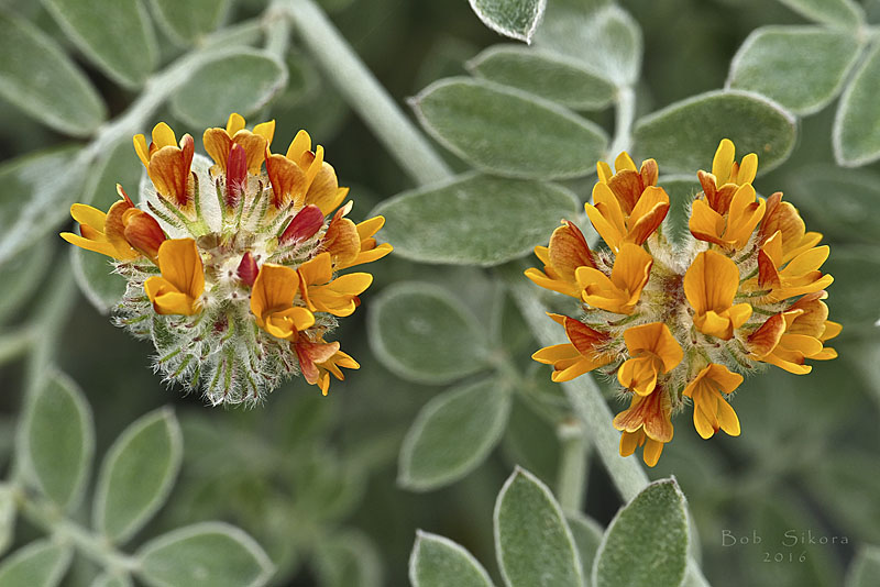 Acmispon argophyllus var. argenteus