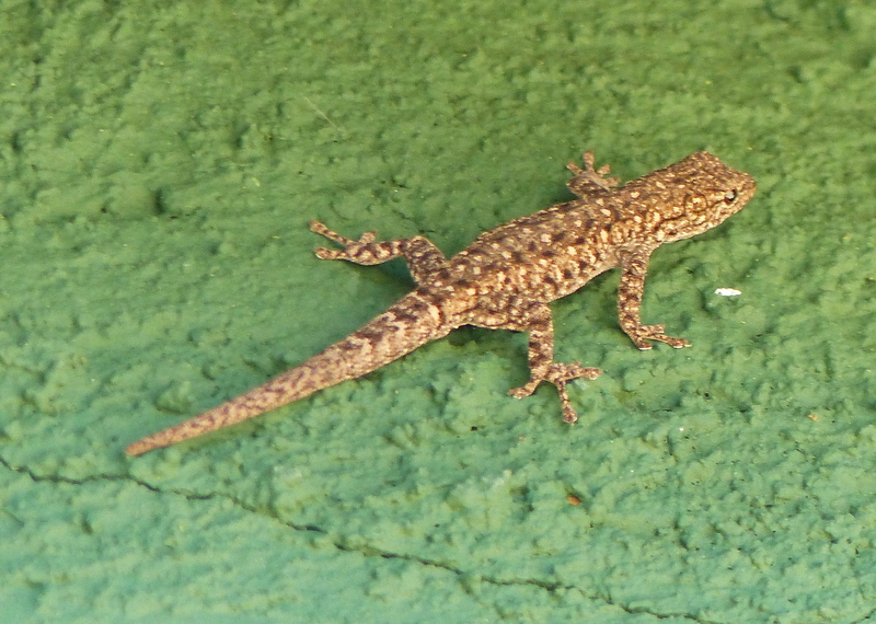 Lygodactylus stevensoni