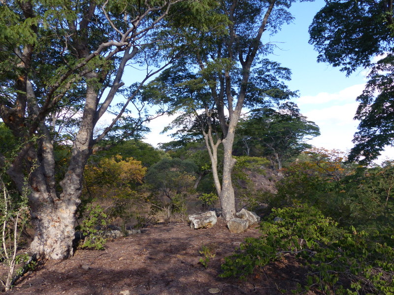 Miombo woodland near Nswezi Matabeleland