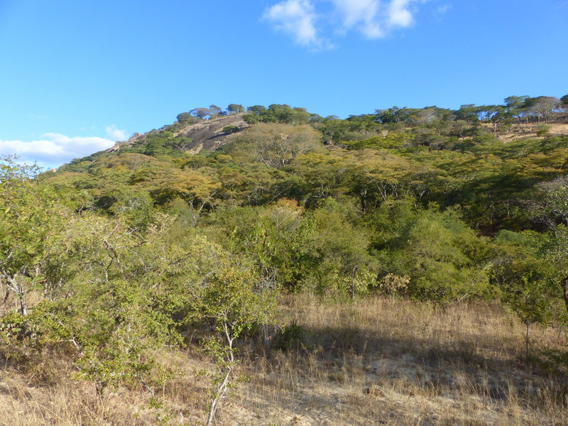 Miombo woodland near Mbalabala Matabeleland