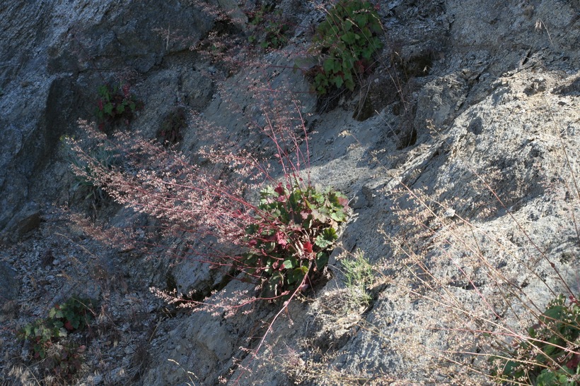 Heuchera micrantha