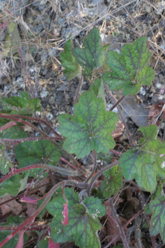 Heuchera micrantha