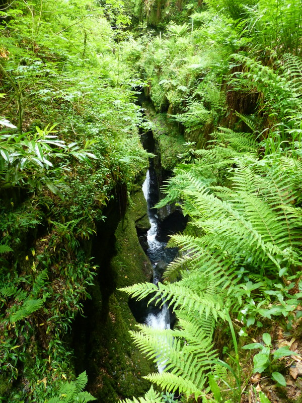 View into Lydford Gorge, Devon