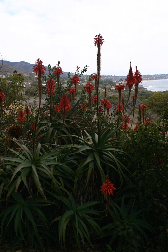Aloe arborescens Aloe arborescens