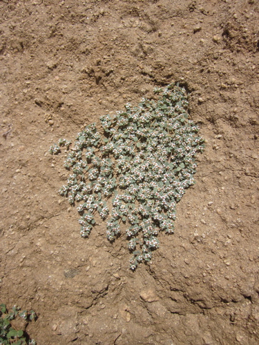 Euphorbia polycarpa