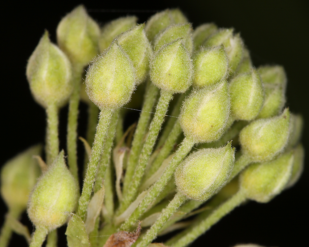 Physocarpus capitatus