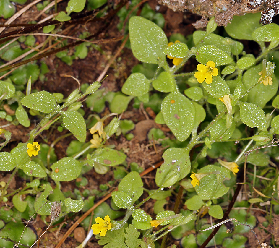 Erythranthe taylorii Erythranthe taylorii