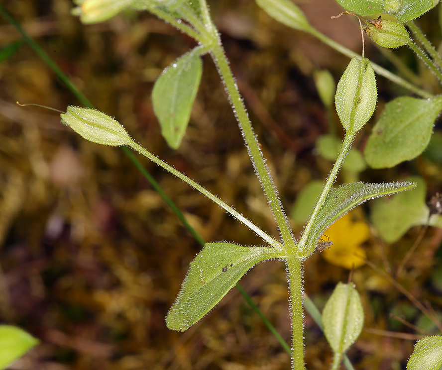 Erythranthe taylorii Erythranthe taylorii