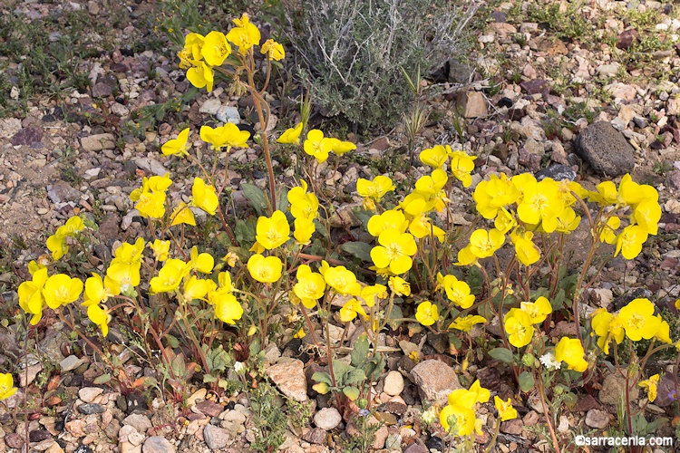 Chylismia brevipes