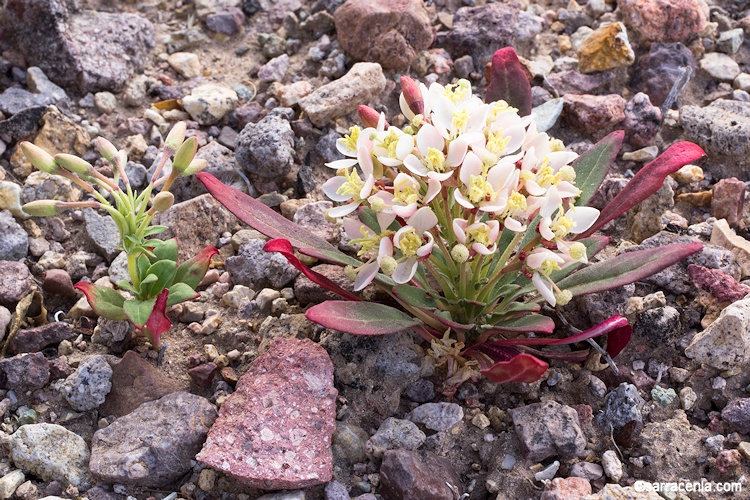 Eremothera boothii
