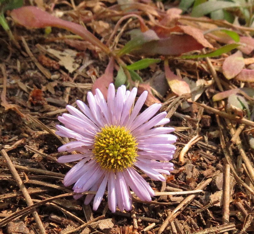 Erigeron sanctarum Erigeron sanctarum