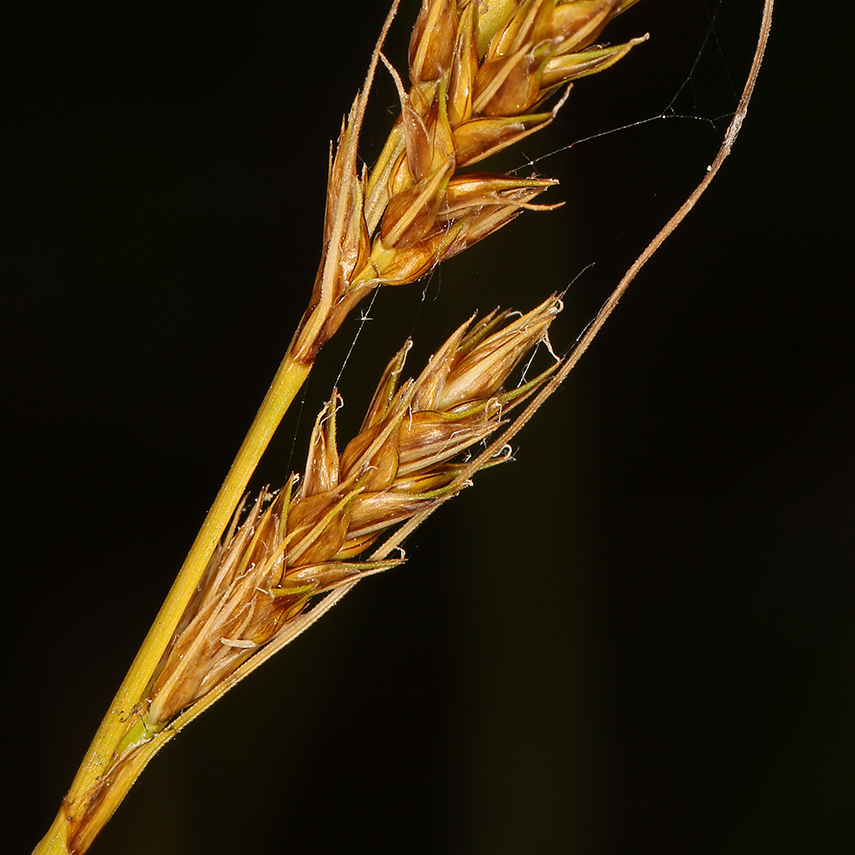 Carex bolanderi