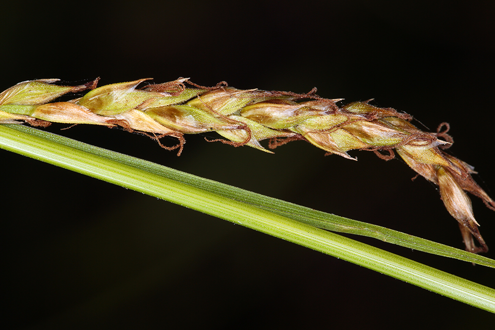 Carex obispoensis