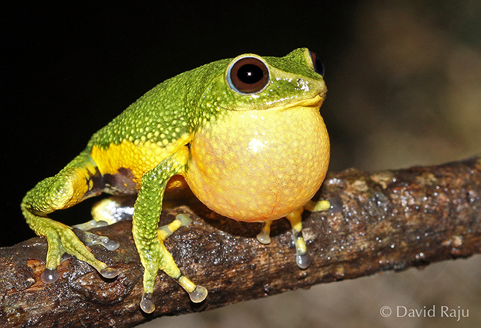 Raorchestes silentvalley Raorchestes silentvalley