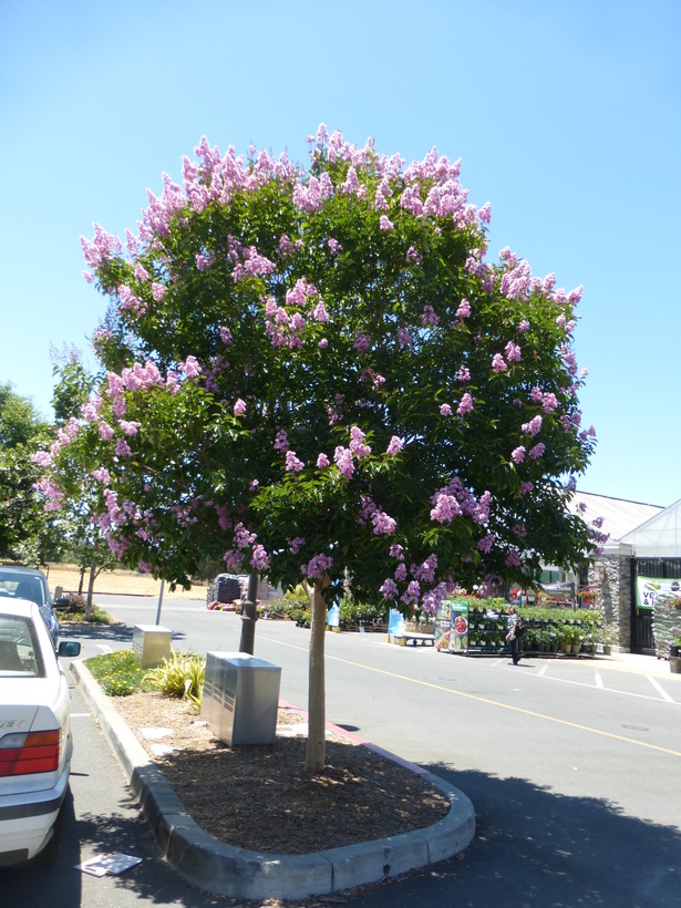 Lagerstroemia indica