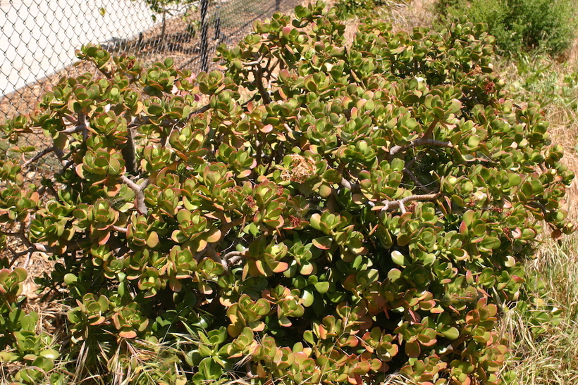 Crassula ovata