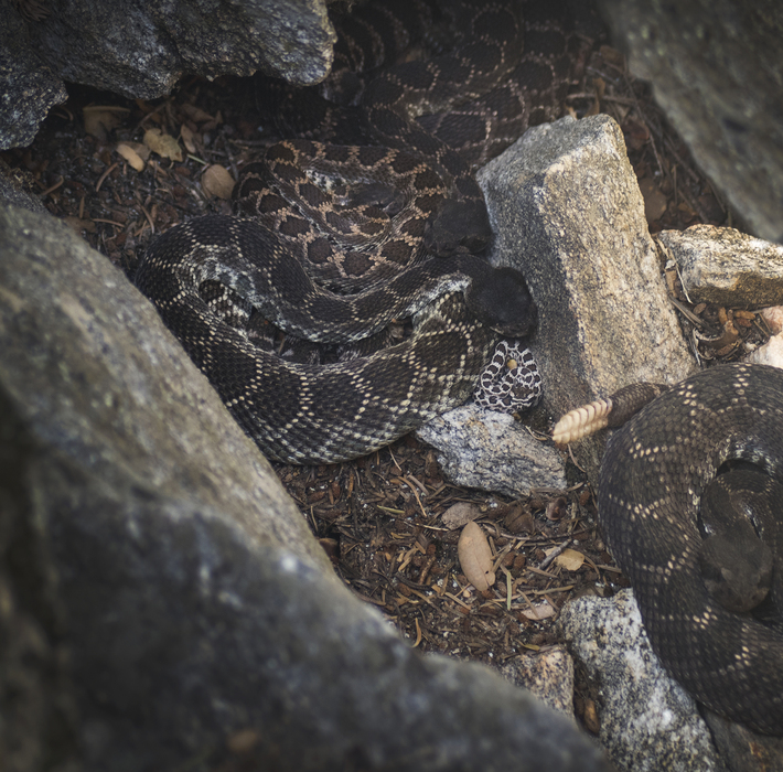 Crotalus helleri Crotalus helleri