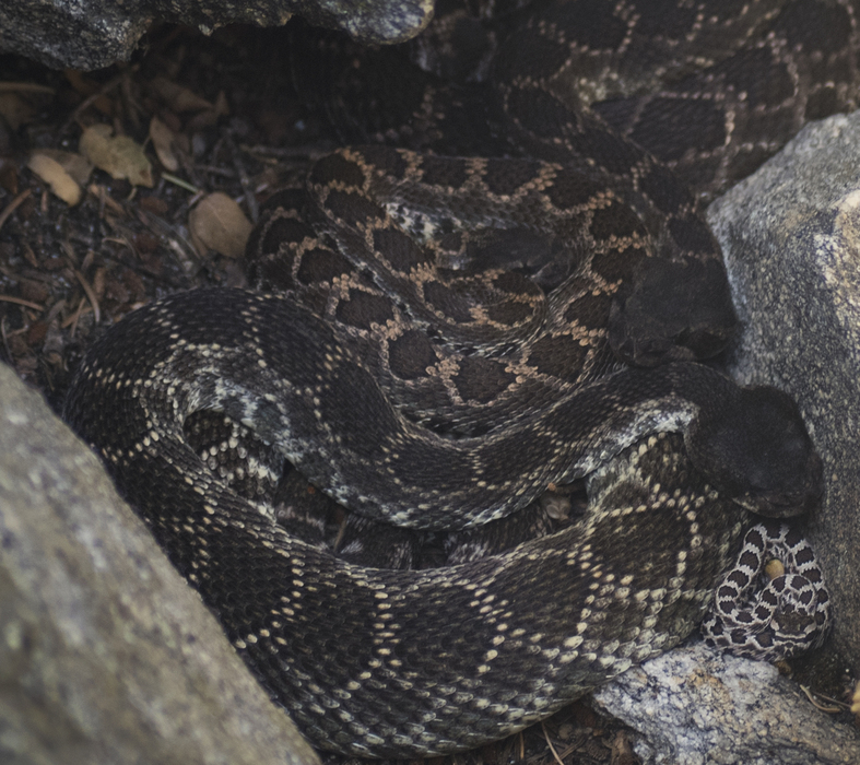 Crotalus helleri Crotalus helleri