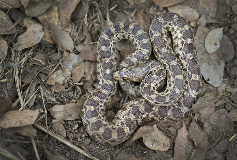 Pituophis catenifer catenifer Pituophis catenifer catenifer