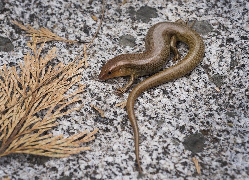 Plestiodon gilberti rubricaudatus Plestiodon gilberti rubricaudatus