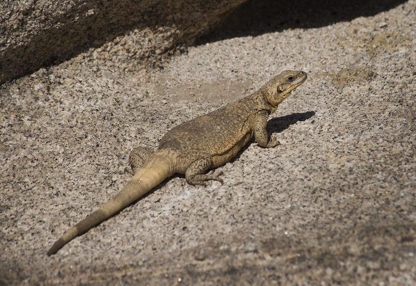 Sauromalus ater Sauromalus ater