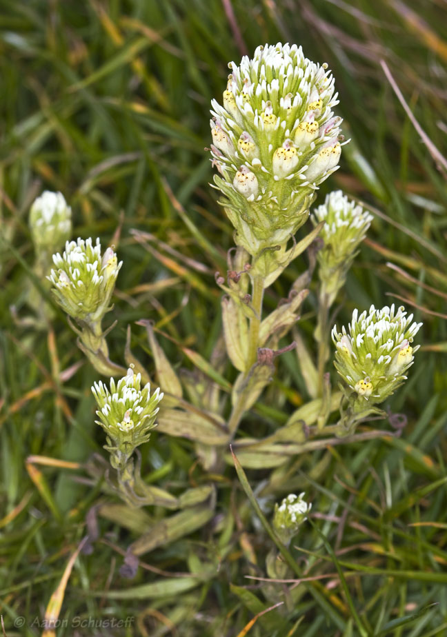 Castilleja densiflora var. obispoensis