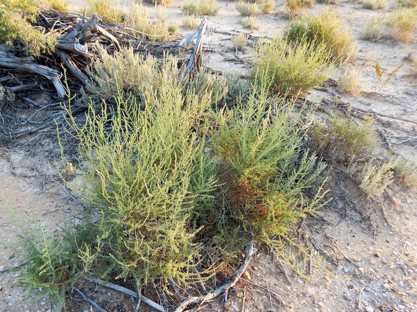 Suaeda suffrutescens var. detonsa