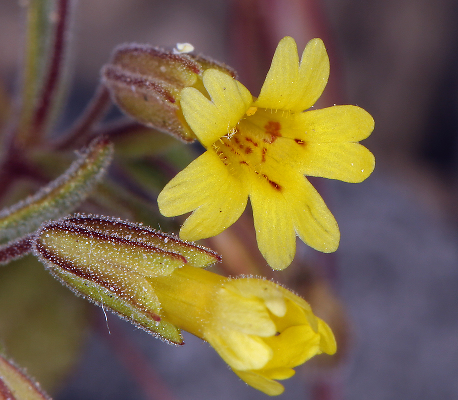 Erythranthe calcicola Erythranthe calcicola