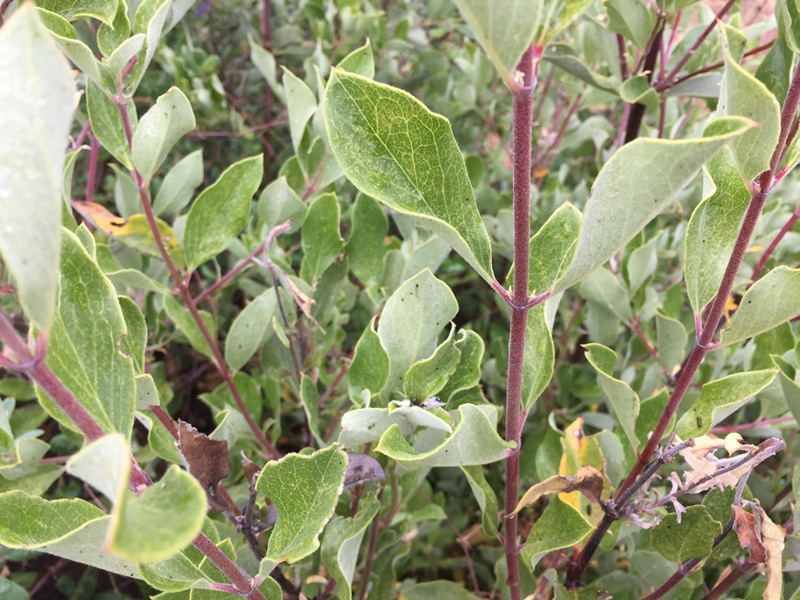Garrya congdonii Garrya congdonii