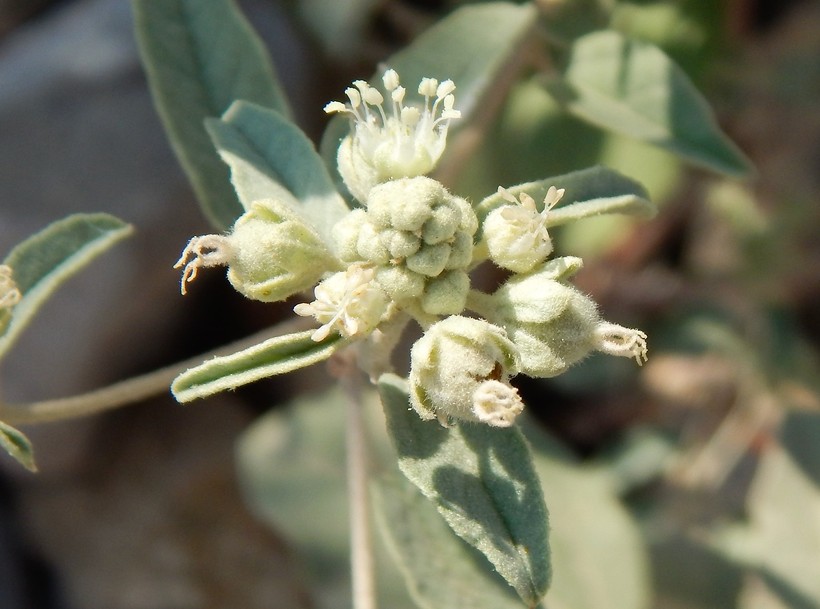 Croton pottsii