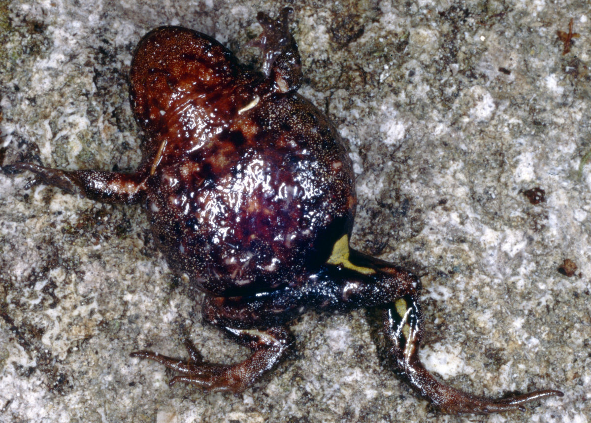 Phrynopus personatus