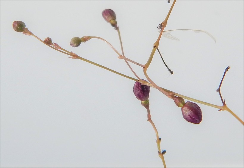 Boerhavia anisophylla