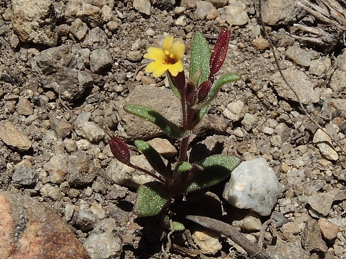 Erythranthe suksdorfii